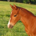 /album/fotogaleria/morgan-horse-pictures-1-jpg/