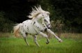 /album/fotogaleria/a44-jpg/